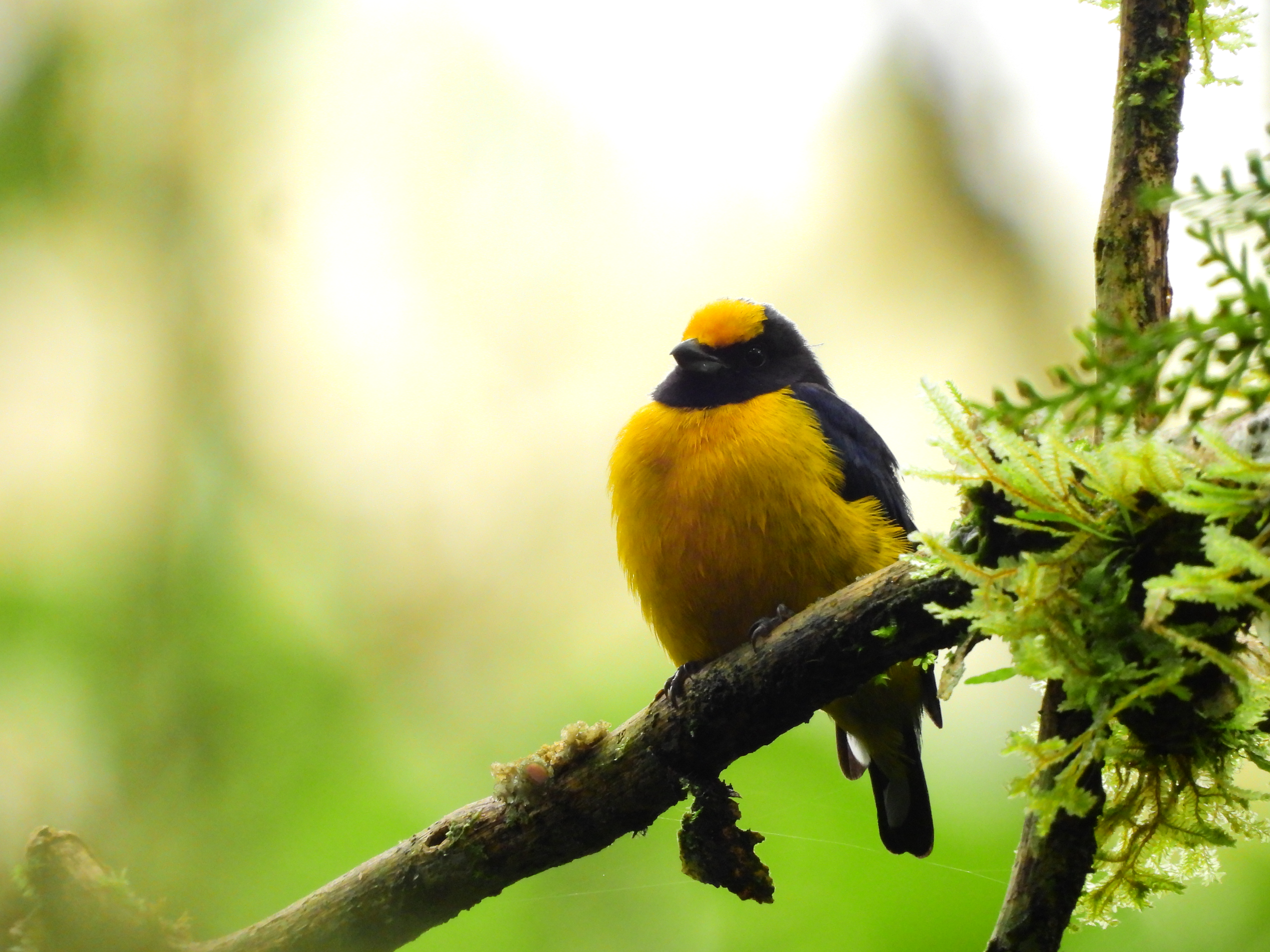Nuevas especies de aves en Medellín