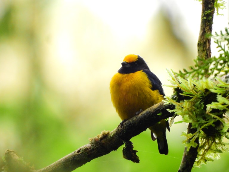 (Fotos) Avistan 10 nuevas especies de aves en el Refugio de Vida Silvestre, en Medellín