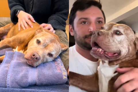 Perrita muere y su paseador le deja una emotiva carta de despedida: “Era imposible no amarla”