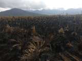 Incendio arrasó con 80 hectáreas del Páramo La Cocha-Patascoy, en Nariño