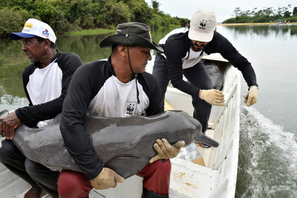 Pescadores locales devuelven el delfín del río al río Tapajós. / © Adriano Gambarini / WWF-Brasil.