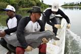 Los datos que nos han revelado los delfines tras seguirlos por los ríos de Suramérica