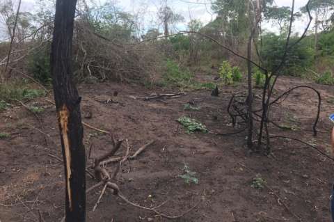 En lujosa hacienda, que era de Rodrígez Gacha, ahora talan bosque de manera ilegal