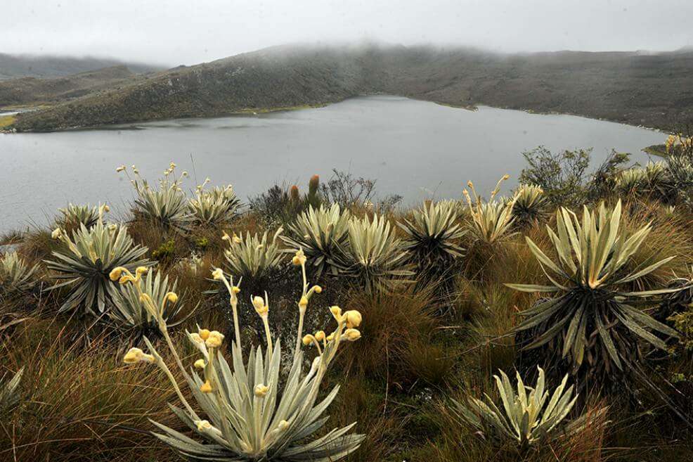 A dos horas de Bogotá se encuentra el páramo de Sumapaz, que da el 10% de agua a la ciudad. / Andrés Torres