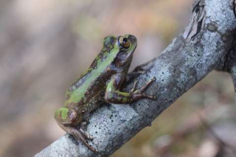 La resistencia de dos ranas colombianas frente a un asesino silencioso
