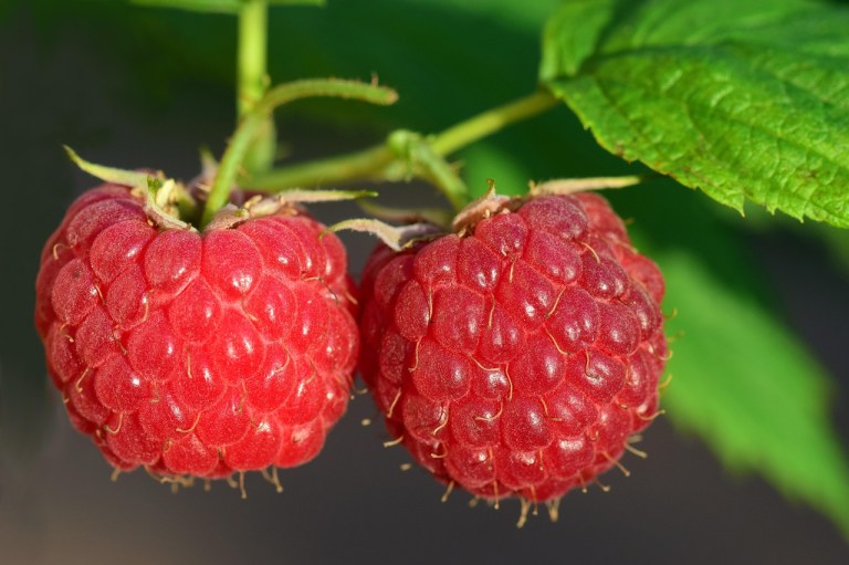 Cultivo de frambuesa en casa: cuidados y recomendaciones de una emprendedora rural