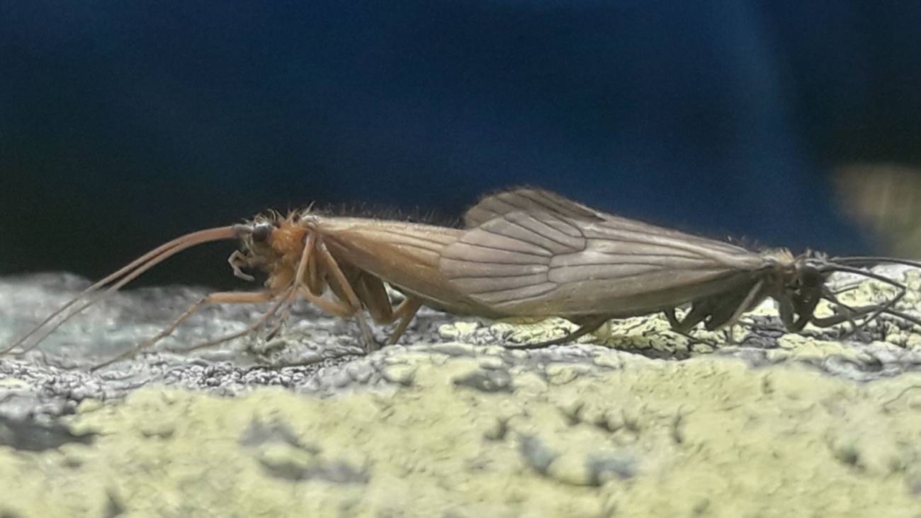 Insecto Potamophylax coronavirus