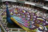 Pavo real de 12 metros de altura engalana una Medellín con 182.000 flores