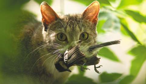 Cuando los perros y gatos son una amenaza para la biodiversidad