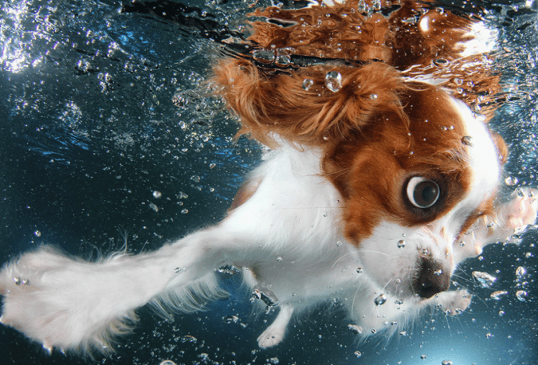 Este fotógrafo capta divertidas escenas de perros bajo el agua