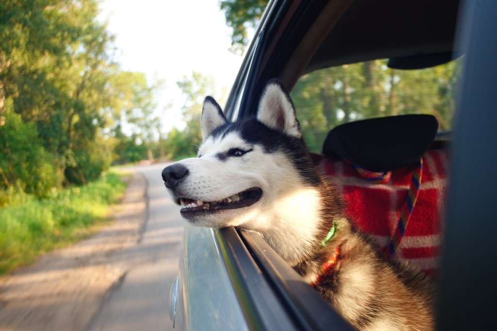 ¿Por qué a los perros les gusta sacar la cabeza por la ventana del carro?