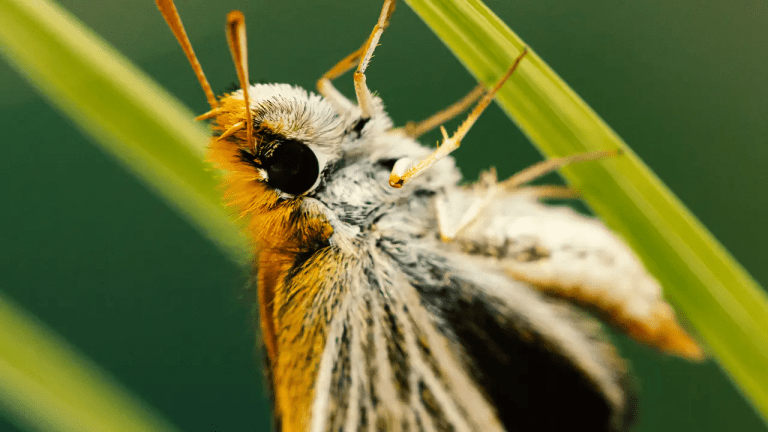 Solo quedaban nueve mariposas de esta especie, gracias a un invernadero ahora son más de mil