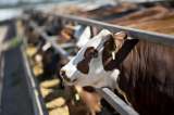 China restablece el proceso de admisibilidad de carne colombiana