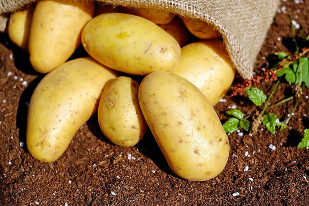La papa es una de las bases de los platos típicos de Colombia, México y Bolivia.
