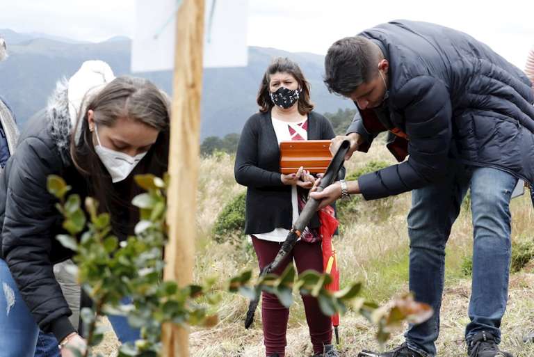 Las cenizas de víctimas de covid-19, fuente de vida de un páramo en Colombia