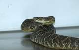 Serpiente cascabel era transportada en una caja con pan: la incautaron en Neiva