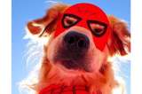 Conozca a Spider-Dog, el golden retriever que se volvió viral tras el estreno de Marvel