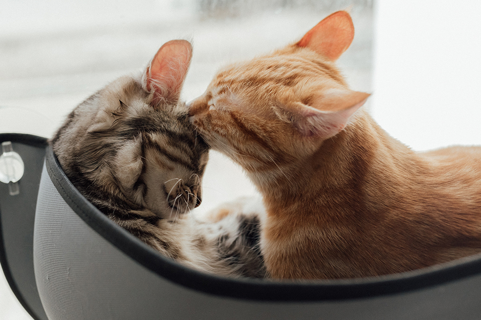 Día Internacional del Gato 2022: fechas y razones para celebrar con los michis
