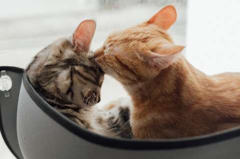Algunas pistas para entender los inicios de la domesticación de los gatos