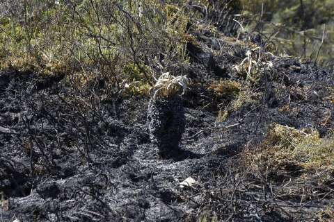En fotos: así quedó el Parque Natural Chingaza luego de los incendios registrados