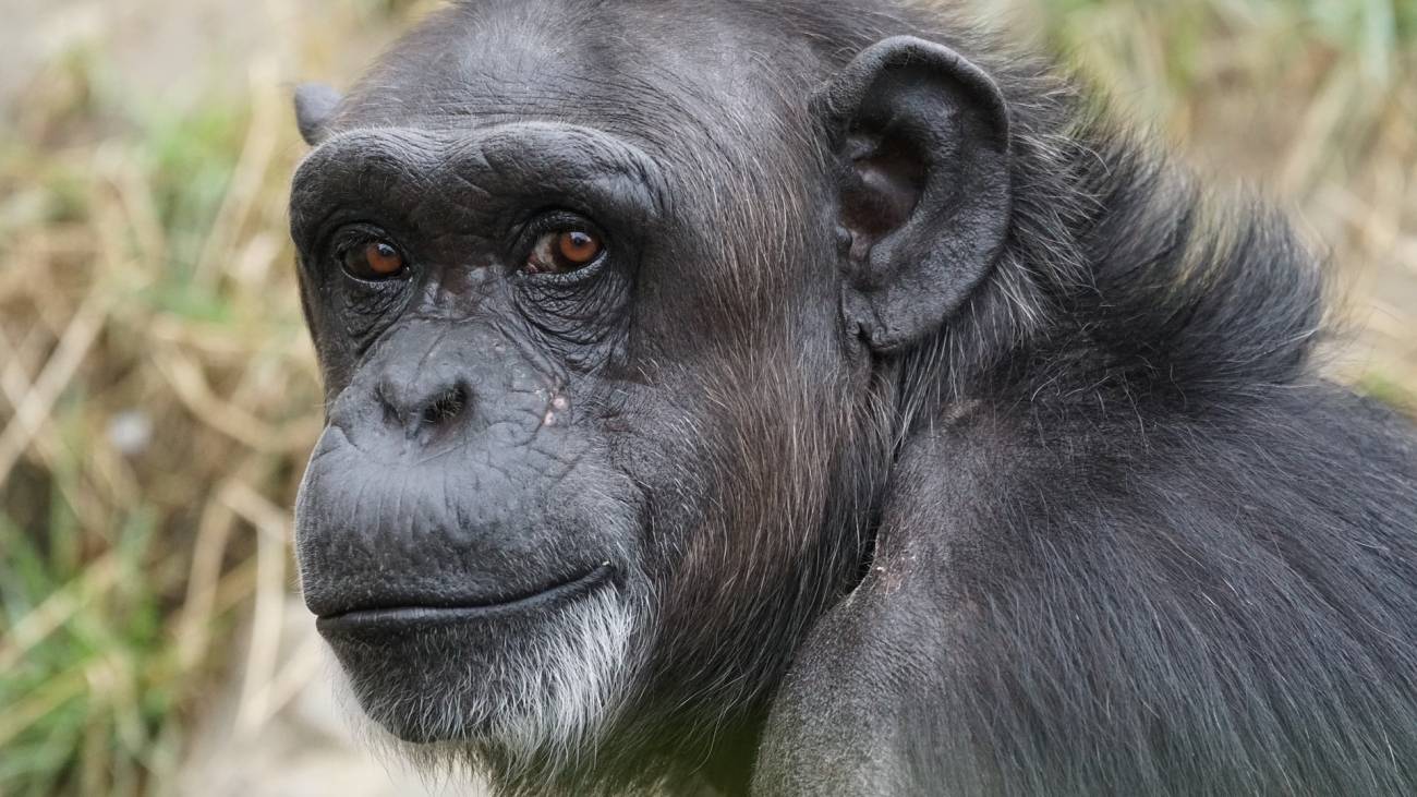 Se estima que solo quedan entre 150.000 y 250.000 chimpancés comunes en el mundo.
