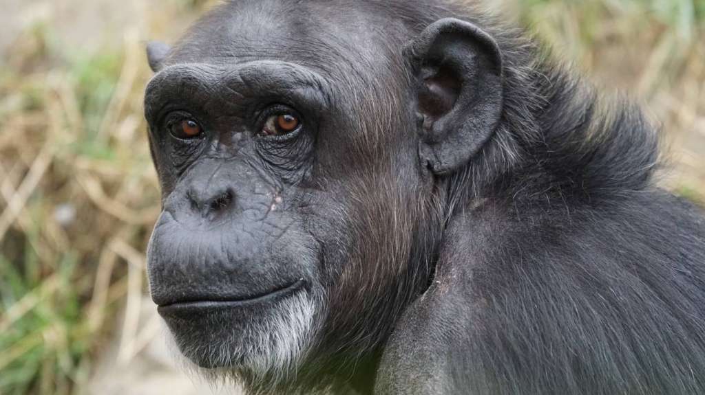Se estima que solo quedan entre 150.000 y 250.000 chimpancés comunes en el mundo.