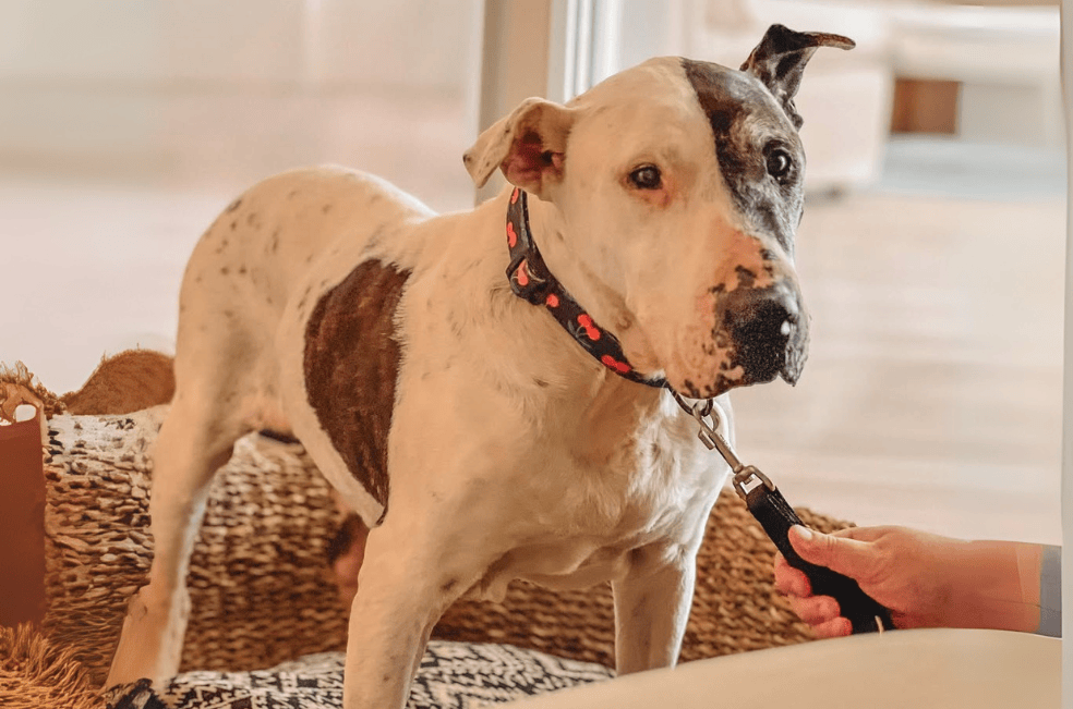 Un hotel de lujo le abrió las puertas a un perro callejero y le cambió la vida