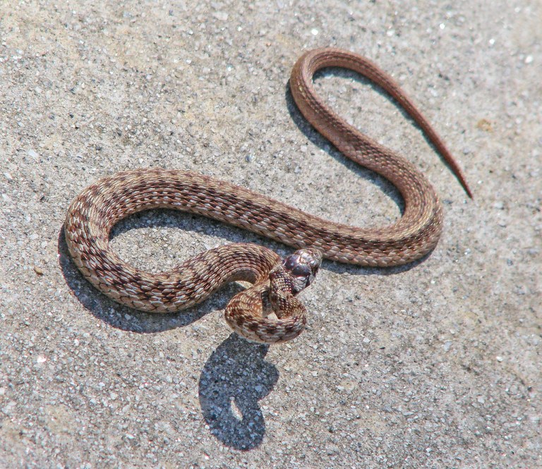 A un hombre lo mordió una serpiente y murió, pero no encontraron veneno en su sistema