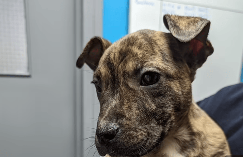 Las autoridades se mostraron tristes, pues es un perro joven, que necesita de un cuidado especial. Pues tiene deformaciones en dos de sus patas.