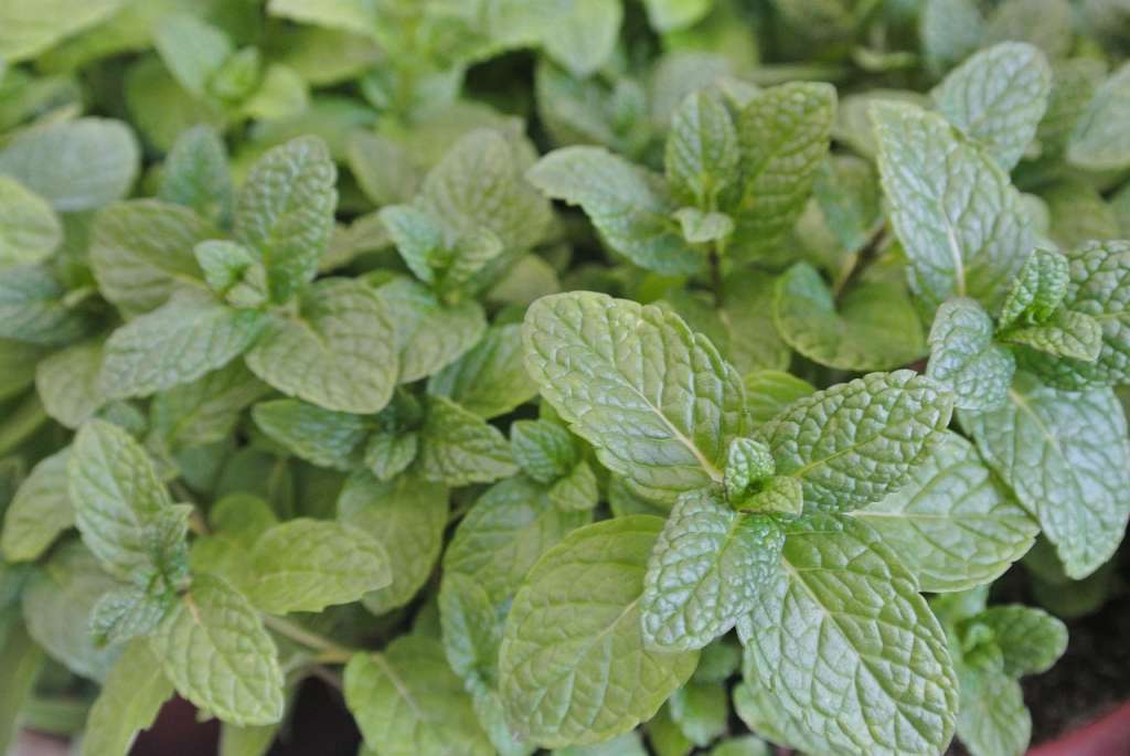 menta piperita