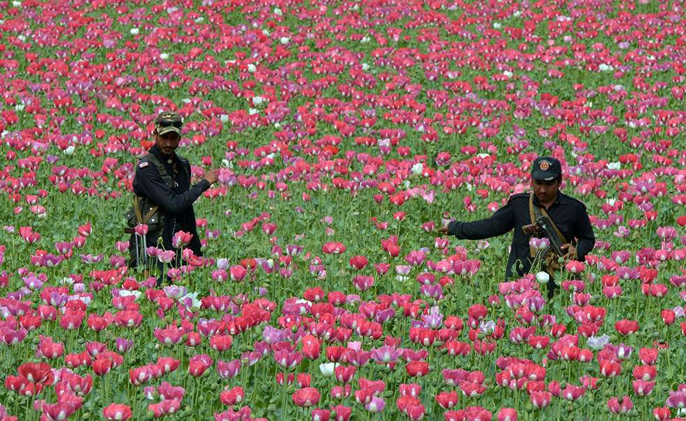 Tailandia vio que bombardear con napalm las plantaciones de amapola aumentaba la cantidad de cultivos. / AFP - El Espectador.