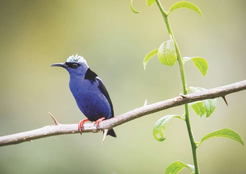 El honeycreeper de patas rojas es una de las especies que suele ser recolectada en Guyana y Surinam. / Keith Arnold - WWF US