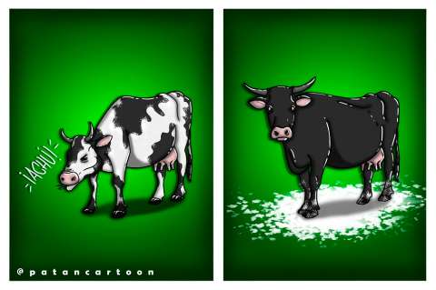 Narcovacas