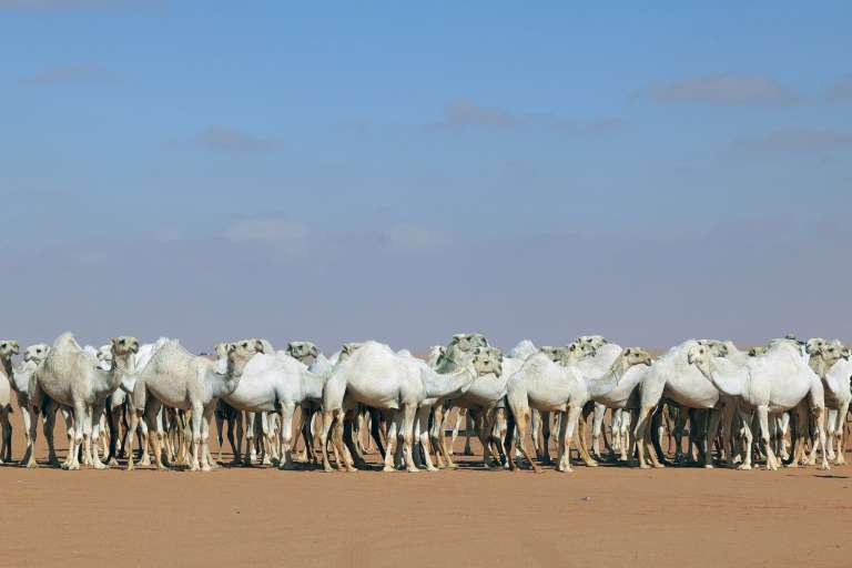 Saudi herder Mansour al-Qatula is pictured next to his animals during the annual King Abdulaziz Camel Festival in Rumah desert, northeast of the Saudi capital Riyadh, on January 10, 2023. - Qatula uses a mode of communication with camels, known as Alheda'a which was recently inscribed on UNESCO's list of intangible cultural heritage, highlighting the deep traditional connection between camels and inhabitants of the Arabian Peninsula. (Photo by Fayez Nureldine / AFP)