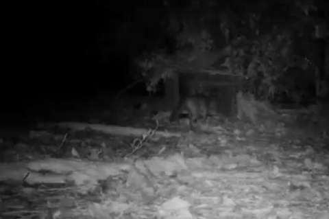 Video: zorro perro fue avistado en un parque acuático de Medellín