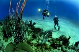 Se buscan expertos para la conservación de corales en Latinoamérica