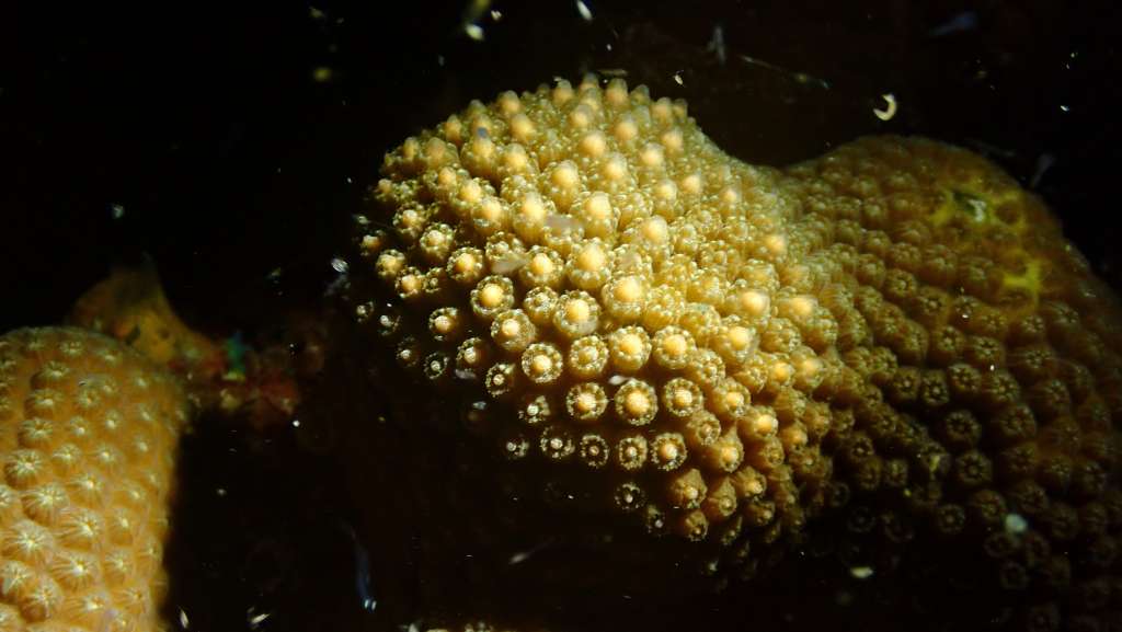 Desove de corales