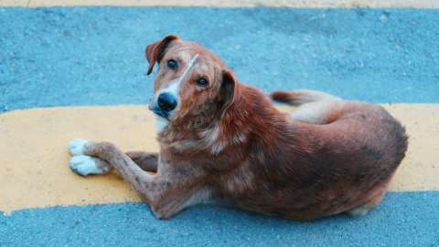 Abren concurso para elegir a los perros y gatos criollos más bellos de Bogotá