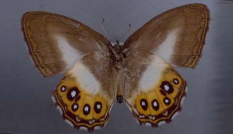 Nombran a un nuevo grupo de mariposas como Sauron, del Señor de los Anillos