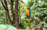 ¿Menos tráfico de fauna silvestre o más formas de cometer el delito sin atraer autoridades?