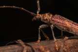 Las nuevas especies de escarabajos que no habíamos visto cerca a Bogotá