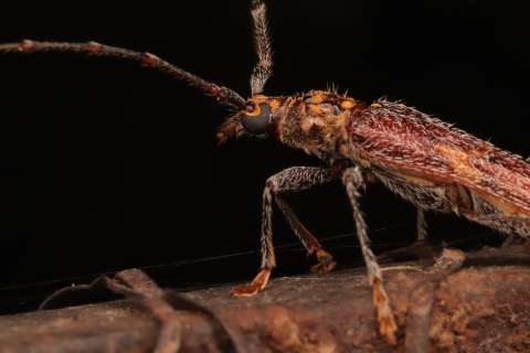 Las nuevas especies de escarabajos que no habíamos visto cerca a Bogotá