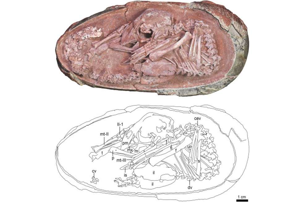 Embrión de oviraptorosaurio 'Baby Yingliang'.