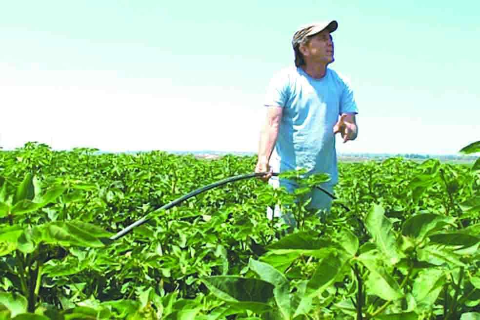 Menos del 5% de los sistemas de irrigación en el mundo son por goteo. En Israel prácticamente toda la agricultura se sustenta en este sistema. /Pablo Correa