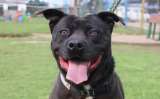 Invitan a participar en jornada de esterilización de animales en Santa Marta