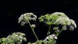 Estas son algunas de las plantas más venenosas del mundo