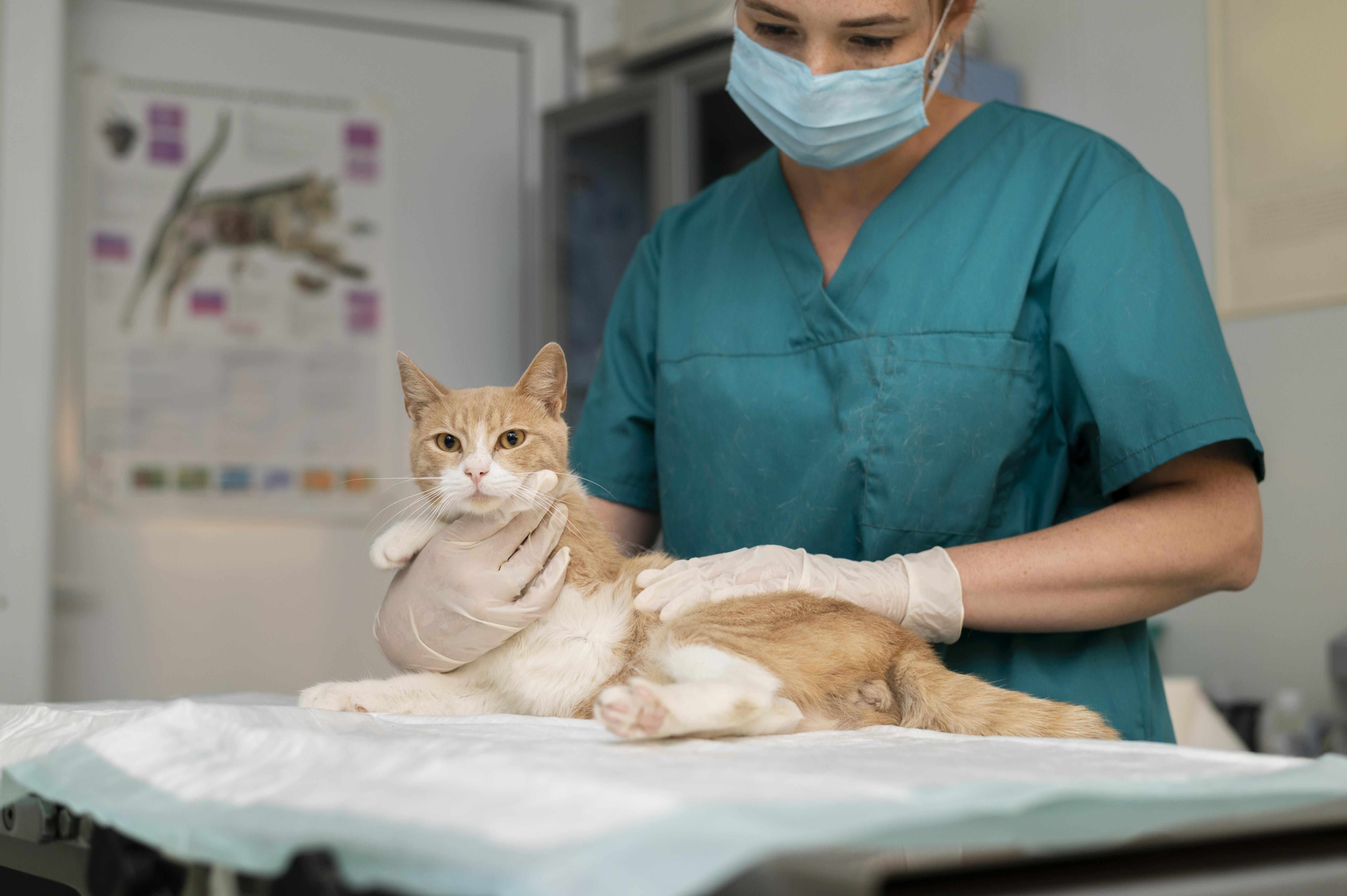 Procedimientos como las esterilizaciones en animales, solo los pueden realizar profesionales veterinarios, para certificar el bienestar de su mascota.