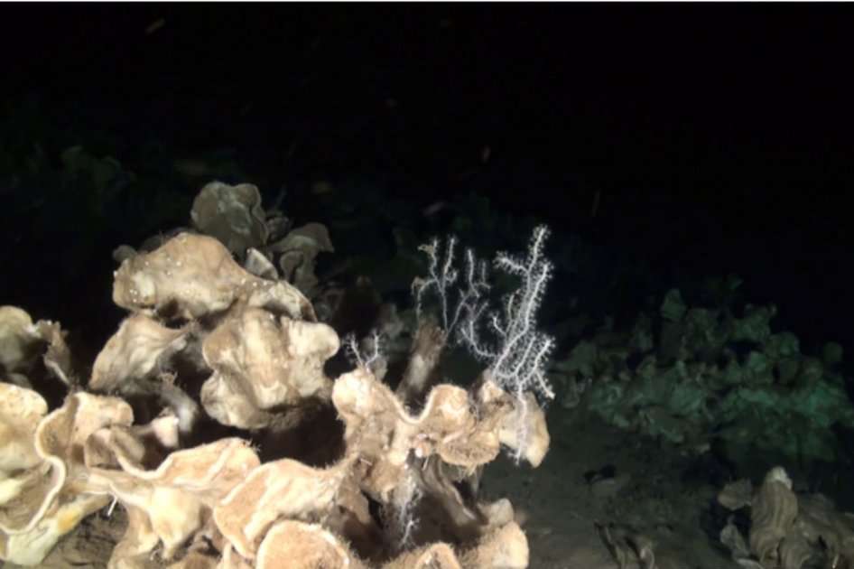Las esponjas se denominan ‘rocas’ porque son duras y rígidas. / Agencia Sinc
