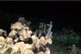 Descubren ‘Parque Jurásico’ de esponjas en el mar Mediterráneo