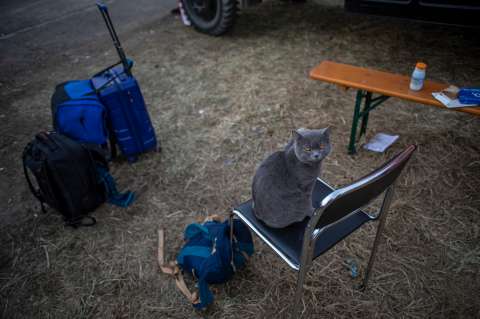 Ni los gatos se salvan de sanciones a Rusia, fueron vetados de competencias